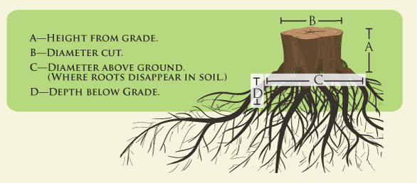 diagram of a tree stump