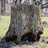 ugly tree stump